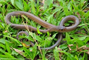 ผงไล่งู สเนค เอาท์ (Snake Out) 