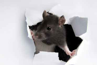 vp_us_rat-paper_wall_iStock_8343646_MEDIUM-700x432
