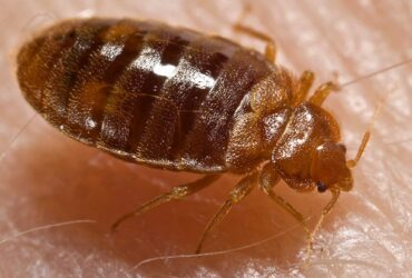 bed bug control